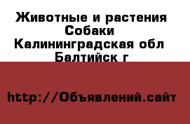 Животные и растения Собаки. Калининградская обл.,Балтийск г.